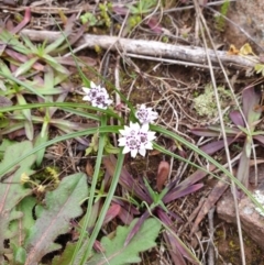 Wurmbea dioica subsp. dioica (Early Nancy) at Stromlo, ACT - 11 Jul 2020 by JSchofield