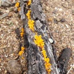 Dacryopinax spathularia (Dacryopinax spathularia) at Holt, ACT - 11 Jul 2020 by JSchofield