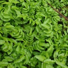 Blechnum minus at Woodstock Nature Reserve - 11 Jul 2020 by JSchofield