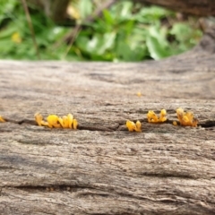 Dacryopinax spathularia (Dacryopinax spathularia) at Woodstock Nature Reserve - 11 Jul 2020 by JSchofield