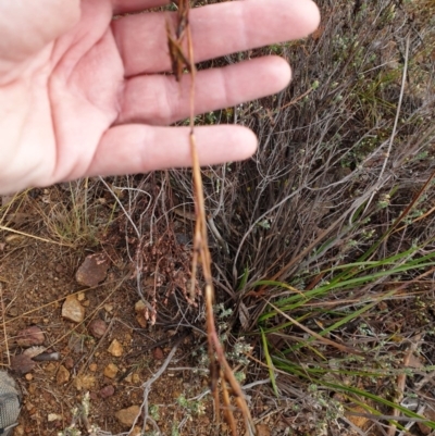 Cymbopogon refractus (Barbed-wire Grass) at Holt, ACT - 11 Jul 2020 by JSchofield