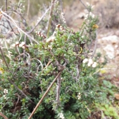 Cryptandra amara (Bitter Cryptandra) at Holt, ACT - 11 Jul 2020 by JSchofield