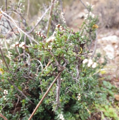 Cryptandra amara (Bitter Cryptandra) at Woodstock Nature Reserve - 11 Jul 2020 by JSchofield