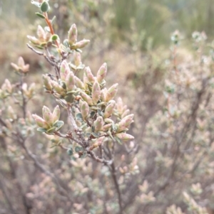 Brachyloma daphnoides at Holt, ACT - 11 Jul 2020