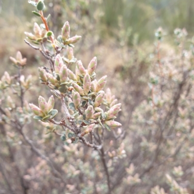 Brachyloma daphnoides (Daphne Heath) at Holt, ACT - 11 Jul 2020 by JSchofield