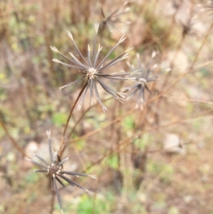 Bidens sp. at Holt, ACT - 11 Jul 2020