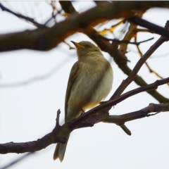 Ptilotula fusca (Fuscous Honeyeater) at The Pinnacle - 28 Jul 2020 by Ct1000