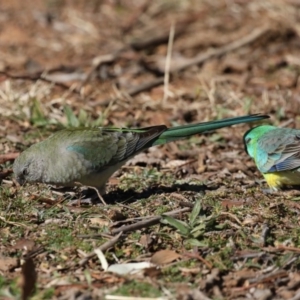 Psephotus haematonotus at Fyshwick, ACT - 24 Jul 2020