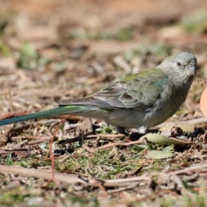 Psephotus haematonotus at Fyshwick, ACT - 24 Jul 2020