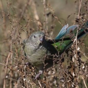 Psephotus haematonotus at Fyshwick, ACT - 24 Jul 2020