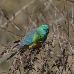 Psephotus haematonotus (Red-rumped Parrot) at Jerrabomberra Wetlands - 24 Jul 2020 by jbromilow50