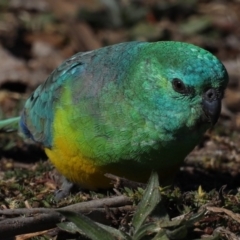 Psephotus haematonotus at Fyshwick, ACT - 24 Jul 2020