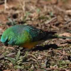 Psephotus haematonotus at Fyshwick, ACT - 24 Jul 2020 12:04 PM