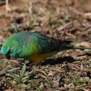 Psephotus haematonotus at Fyshwick, ACT - 24 Jul 2020 12:04 PM