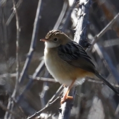 Cisticola exilis (Golden-headed Cisticola) at Fyshwick, ACT - 24 Jul 2020 by jb2602