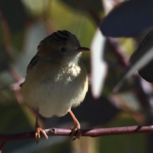 Cisticola exilis at Fyshwick, ACT - 24 Jul 2020 01:09 PM