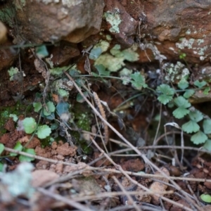 Asplenium flabellifolium at Hackett, ACT - 14 Apr 2014