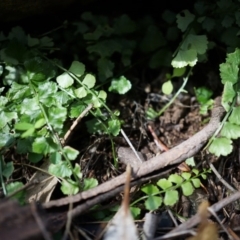 Asplenium flabellifolium (Necklace Fern) at Mount Majura - 14 Apr 2014 by AaronClausen