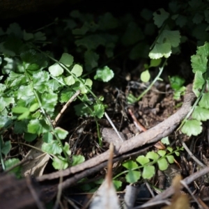 Asplenium flabellifolium at Hackett, ACT - 14 Apr 2014