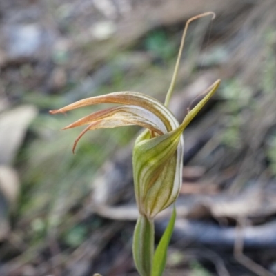 Diplodium ampliatum (Large Autumn Greenhood) at Mount Majura - 14 Apr 2014 by AaronClausen