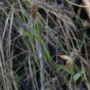 Diplodium ampliatum at Hackett, ACT - 14 Apr 2014