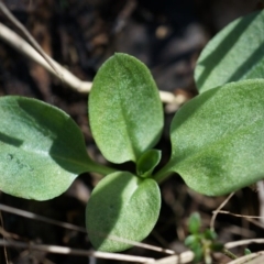 Diplodium ampliatum at Hackett, ACT - 14 Apr 2014