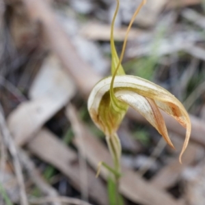 Diplodium ampliatum at Hackett, ACT - 14 Apr 2014