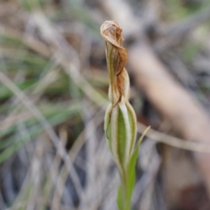 Diplodium ampliatum at Hackett, ACT - 14 Apr 2014