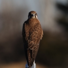 Falco berigora (Brown Falcon) at Fyshwick, ACT - 23 Jul 2020 by jbromilow50