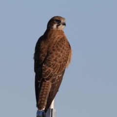 Falco berigora at Fyshwick, ACT - 23 Jul 2020