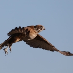 Falco berigora at Fyshwick, ACT - 23 Jul 2020