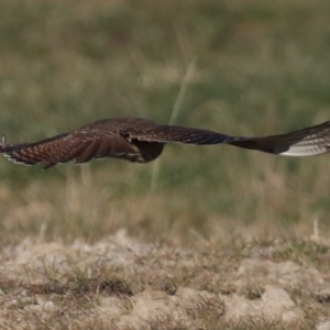 Falco berigora at Fyshwick, ACT - 23 Jul 2020