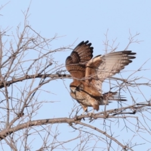 Falco berigora at Fyshwick, ACT - 23 Jul 2020