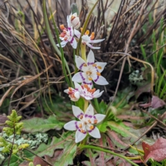 Wurmbea dioica subsp. dioica (Early Nancy) at Gundaroo, NSW - 26 Jul 2020 by HelenCross