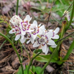 Wurmbea dioica subsp. dioica at Gundaroo, NSW - 26 Jul 2020