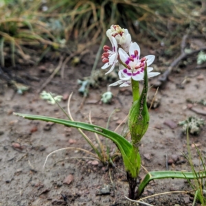 Wurmbea dioica subsp. dioica at Gundaroo, NSW - 26 Jul 2020 12:49 PM