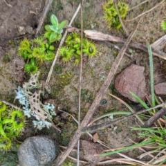 Drosera (genus) (A Sundew) at Gundaroo, NSW - 26 Jul 2020 by HelenCross