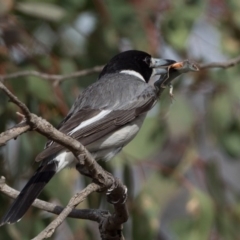Cracticus torquatus (Grey Butcherbird) at Stromlo, ACT - 28 Jul 2020 by patrickcox