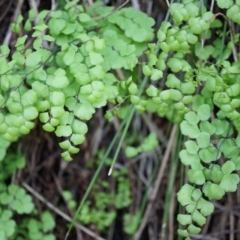 Adiantum aethiopicum (Common Maidenhair Fern) at Hackett, ACT - 14 Apr 2014 by AaronClausen