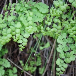 Adiantum aethiopicum at Hackett, ACT - 14 Apr 2014