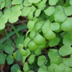 Adiantum aethiopicum at Hackett, ACT - suppressed