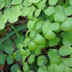 Adiantum aethiopicum at Hackett, ACT - suppressed