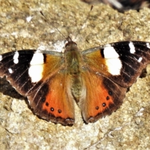 Vanessa itea at Acton, ACT - 28 Jul 2020 10:24 AM