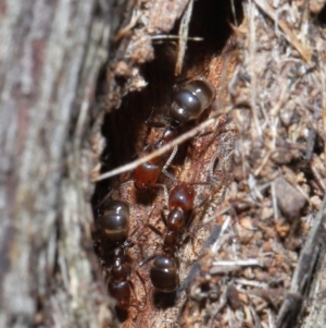 Papyrius nitidus at Downer, ACT - suppressed