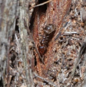 Papyrius nitidus at Downer, ACT - suppressed