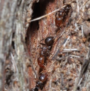 Papyrius nitidus at Downer, ACT - suppressed