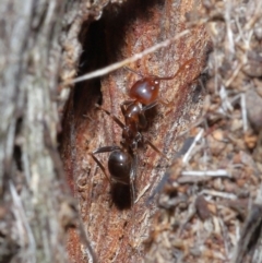 Papyrius nitidus at Downer, ACT - suppressed