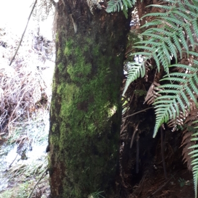 Dicksonia antarctica (Soft Treefern) at Wingecarribee Local Government Area - 28 Jul 2020 by KarenG