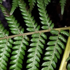 Dicksonia antarctica at Robertson - suppressed