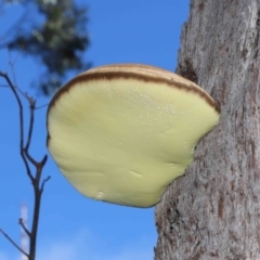 Laetiporus portentosus (White Punk) at Downer, ACT - 28 Jul 2020 by TimL